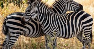 The Biodiversity Crisis is Real and Must and Can be Fixed