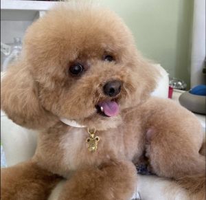 Allevamento abusivo di barboncini, sequestrati 32 cani nel biellese
