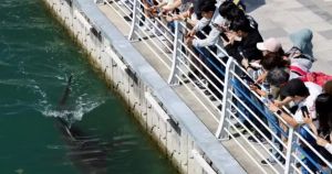 Tubarão que virou estrela na Coreia do Sul pode viver só mais duas semanas