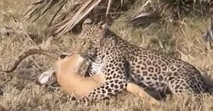 Predator, Prey, and the Fear System in the Wild