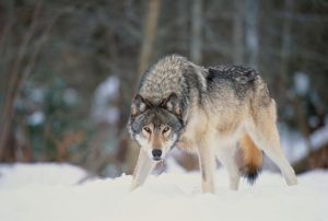 We Saved Yellowstone’s Wolves. Why Are We Still Killing Them?