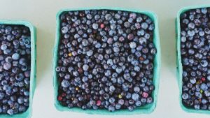 Can Blueberries Improve Your Mood? A 3-Month Study Found a Surprising Clue in the Gut