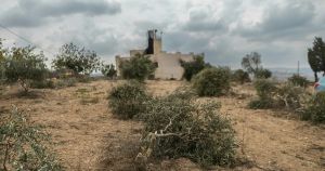 Those Antisemitic Olive Trees! IDF Language Whitewashes Settler Violence
