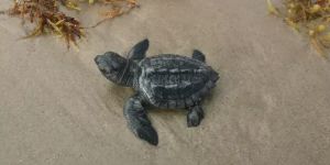 Texas Made Me A Conservationist; the Trump Administration Is Undoing That Work