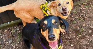 5 dogs in Norfolk in need of a loving new home right now