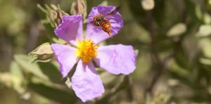 Las poblaciones de abejas han disminuido en 100 años… y ahora sabemos cuánto gracias a los museos