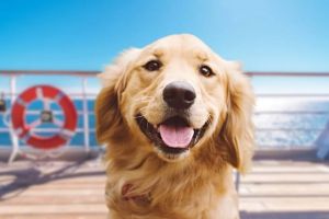 Service dog spots his favorite Disney character on a cruise and goes bananas with joy