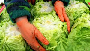 Bittere Krise am Bodensee: Im Reichenauer Gemüsestreit sollten sich die Erzeuger zusammenraufen