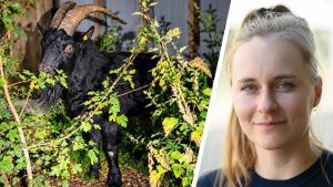 Liebste Feinde: Warum einige Dörfer ihre Nachbarn hassen – und weshalb ein Ziegenbock dagegen helfen könnte