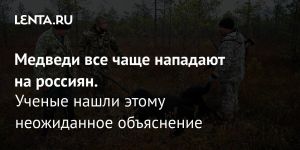 Медведи все чаще нападают на россиян.
