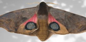 Moths in art history: centuries of creativity reveal the beauty of a misunderstood insect