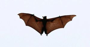 My View: Bat encounters aren't fun, with aftereffects that can last for months