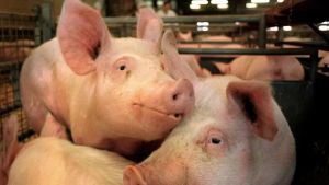 Allevamenti, il macchinario anti-odori è senza brevetto: il caso finisce in Procura