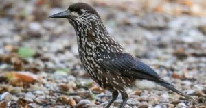 Birders flock to Norfolk as exceptionally rare visitor is spotted in county