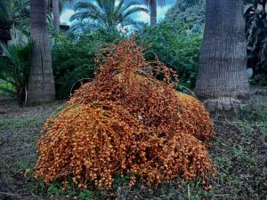 Closcadelletra (DXXIII): Maldestra cal·ligrafia