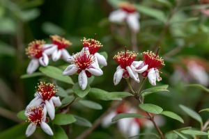 Le feijoa, buisson trapu, arbore en fin de printemps de grandes fleurs blanches à 4 pétales ébouriffés de foisonnantes et longues étamines rouges. Elles deviennent des fruits délicieux en fin d’automne.