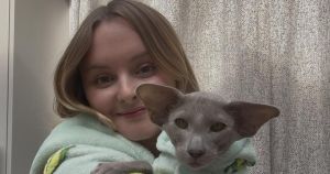 Cat who dresses as Freddie Mercury becomes TikTok sensation with millions of views