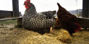 Stock Buybacks over Cage-free Commitment: What Unilever’s Greed Is Costing Animals