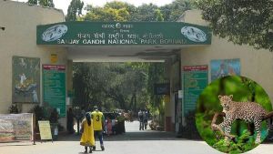 Wild Boar Hunting Goes Wrong At Sanjay Gandhi National Park