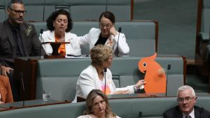 The cardboard cockatoo, the empty seat and a parliament’s reckoning with rage