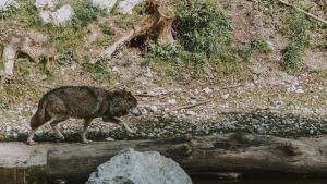 Contro i lupi in Veneto arrivano fondi per cani da guardia e corsi di formazione