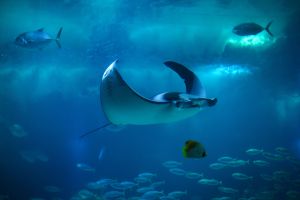 Rarely seen manta ray relatives are gliding along the Calif. coast
