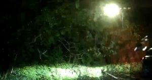 Shocking moment huge tree comes crashing down feet from car
