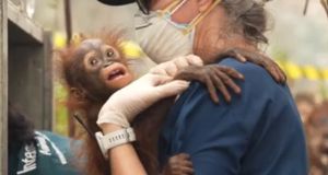 Baby orangutan ‘Irene’ becomes the face of wildlife rescue efforts in months-long Borneo fires