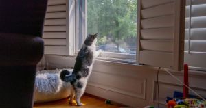 My View: Caring for street cats means determination and persistence