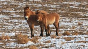 A longa jornada de volta à vida selvagem: o retorno dos cavalos de Przewalski