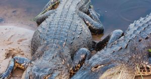 Why America's Alligators Shouldn't Be Judged by Looks Alone