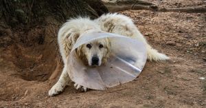 Shame Is a Repeating 6-Act Cycle: An IFS View of Self-Attack