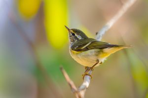 Hundreds of birders descend on tiny Calif. coastal community for ‘mega rarity’