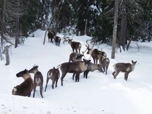 Opinion: Logging putting Alberta's southern mountain caribou at risk of extinction Migration has always fascinated me. Over 30 years ago, I attended a talk on monarch butterfly migration where the scientist spoke of unsolved mysteries of the monarch’s up-to-4,800-kilometre journey across generations, returning to the same mountaintop forests — and sometimes even the same trees — as their ancestors.