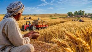 Pakistan’s Rs4,500 Wheat Price Needs More Than An Announcement