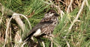 Bird which drew in twitchers spotted in second village after rumours it had been SHOT