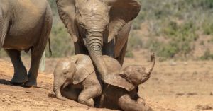 'The Animal Invitation' Celebrates Human-Animal Relations