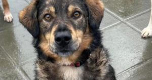 'Sweet and affectionate' dog who was saved 'at the eleventh hour' needs loving home