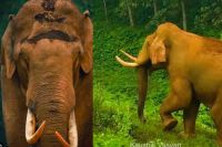 ജെആര്‍ അനി