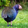 Takahē