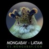 Mongabay Latam